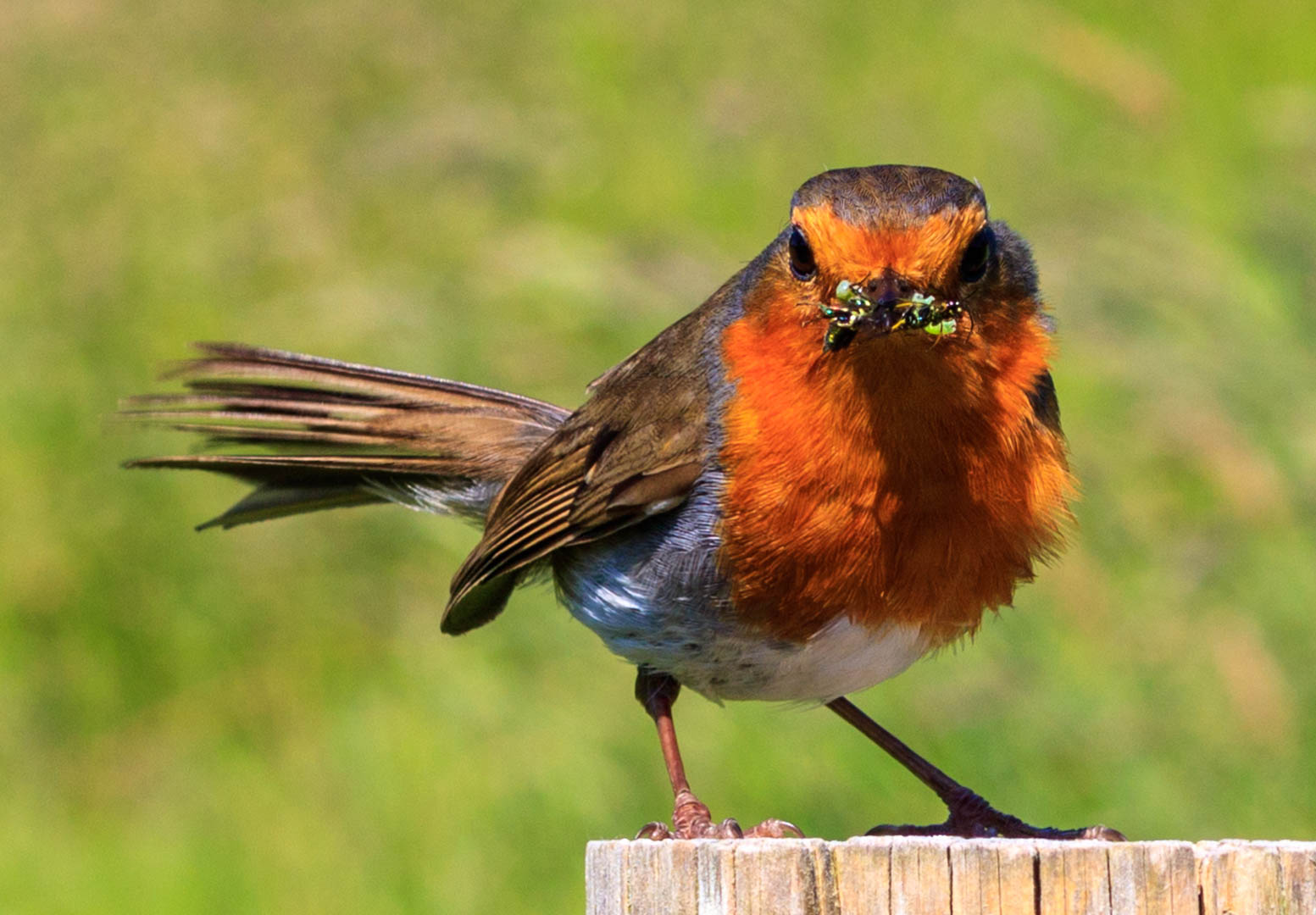 Robin